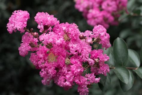 The Dawn Witchcraft Crape Myrtle: A Versatile Plant for Urban Landscaping